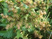 Panax Notoginseng 